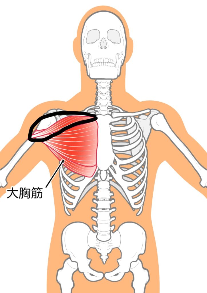 大胸筋上部線維