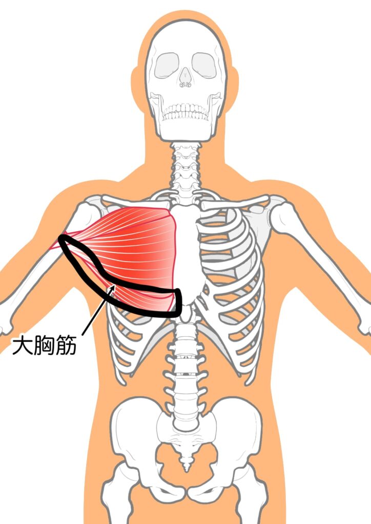 大胸筋下部線維