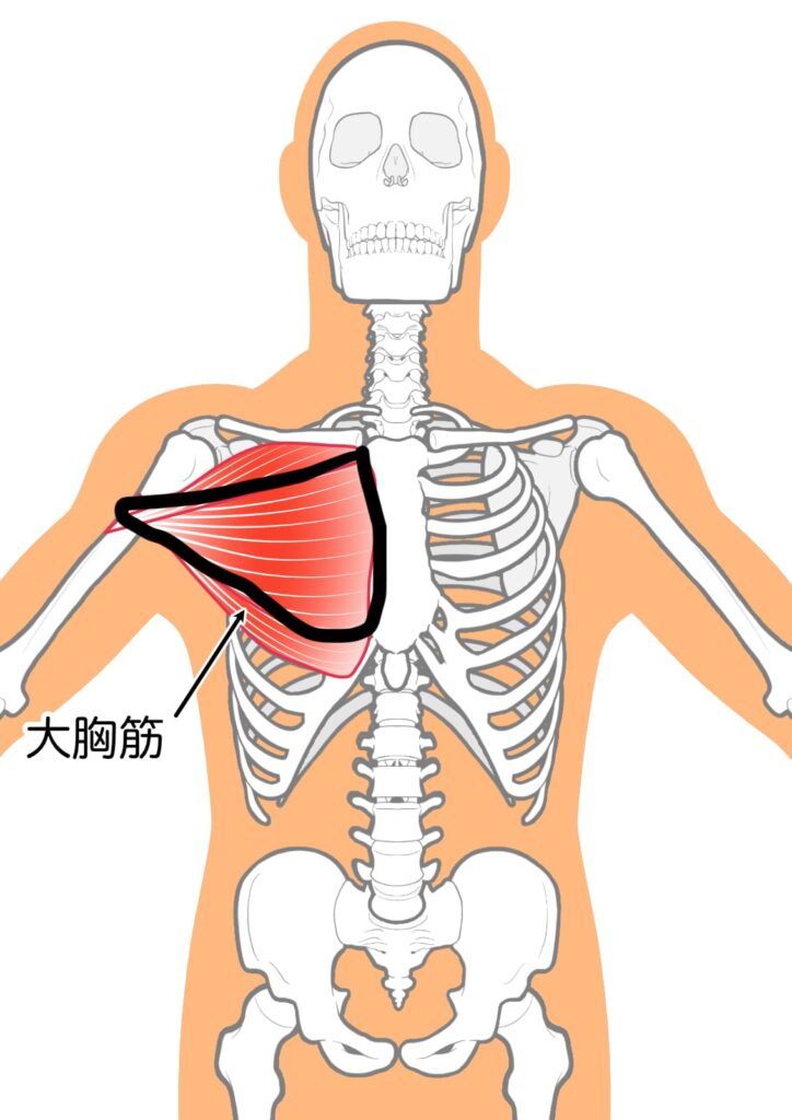 大胸筋中部線維
